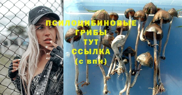 прущие грибы Абдулино